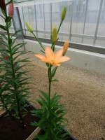 [4090 Orange Cocotte DJ No301.JPG]